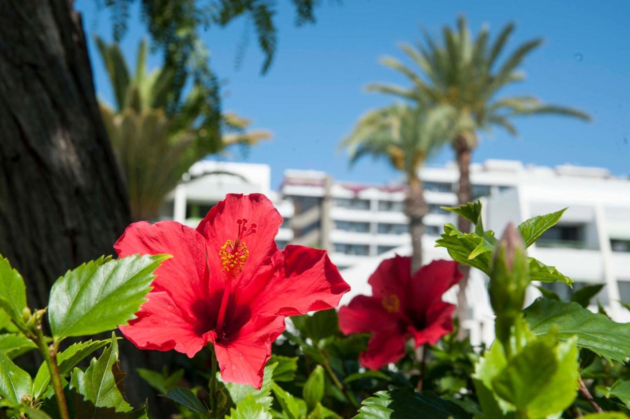 Optimist Deluxe Apartment Playa de las Americas  Ngoại thất bức ảnh